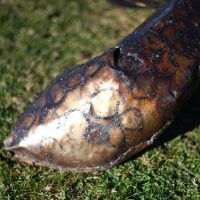 Close-up of the Turtle"s Feet