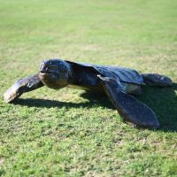 Recycled Metal Turtle Sculpture