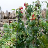 Set of 3 Hopped Steel Plant Supports in Situ Set of 3 Hopped Steel Plant Supports in Situ