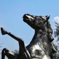 Close up of head and legs Close up of head and legs