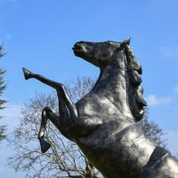 Close up of front aspect on Horse Close up of front aspect on Horse