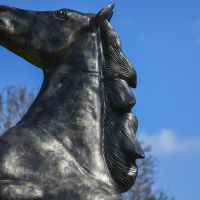 Close up of Head and Mane Close up of Head and Mane