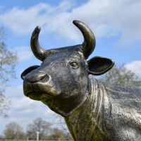 Close up of Dairy Cow Head 