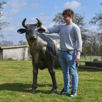Male with "Daisy" Dairy Cow Sculpture for Scale