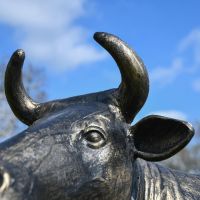 Close up of Cow Horns 