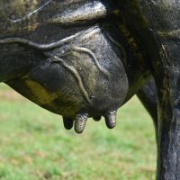 Close up of udder detailing 