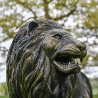Close up of Lion Face and Mane 