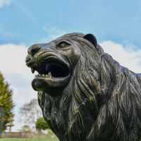 Close up of Lion Head and Mane 