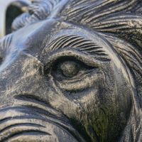 Close up of Lion Eye on Garden Sculpture 