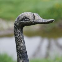 Close up of Goose Head Close up of Goose Head