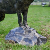 Belgian Shepherd Dog on Rock 