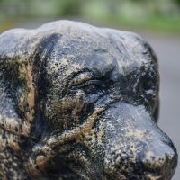 Close up of Brushed Gold Dog Head 