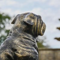 Close up of Bulldog Head  Close up of Bulldog Head
