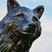 Close up of Wolf Sculpture Head 