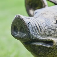 Close up of Pig Snout  Close up of Pig Snout