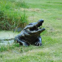 Half Aligator Sculpture 