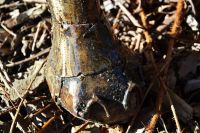 “Oteka” Elephant Calf Sculpture 