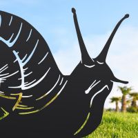 Close-up of the Head of the Snail