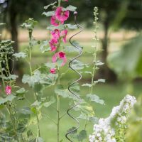 Spiral Iron Plant Support in Situ