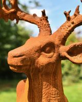 Close up of Stag Bust Face Close up of Stag Bust Face