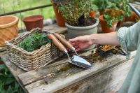 Stainless steel gardening hand trowel in situ Stainless steel gardening hand trowel in situ