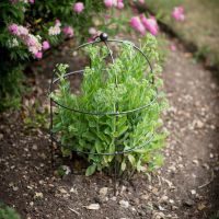 Steel Domed Plant Support in Situ in the Garden Steel Domed Plant Support in Situ in the Garden