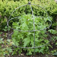 Steel Domed Plant Support in Situ