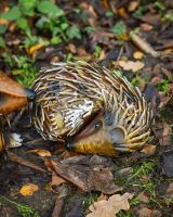 Steel Hedgehog Family Garden Ornaments sleeping hedgehog