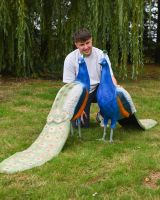 The Sandringham Cast Aluminium Peacock Garden Sculpture Showing a Man Crouching Down next to a Pair of Peacock Sculptures
