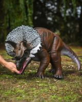 The Sentinel the Triceratops Garden Sculpture with Hand in Shot for Scale