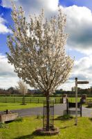 “Titan” Tree Guards - Silver “Titan” Tree Guards - Silver