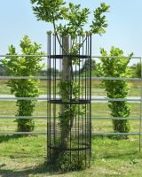 Wrought Iron Traditional "Fernhill" Black Tree Guard - Large