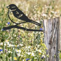 House Sparrow Tree Spike House Sparrow Tree Spike