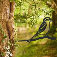 Great Grey Shrike Tree Spike in Situ