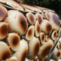 Close up of pebbled body Close up of pebbled body