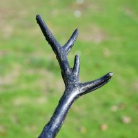 Close up of Stag Antler Close up of Stag Antler