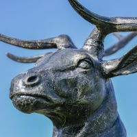 Close up of Head detailing on Stag Sculpture 