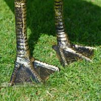 Looking Up Bronze Finish Geese Garden Sculpture Feet