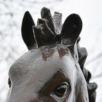 Close up of horse mane 