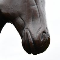 Close up of horse muzzle and nostrils 