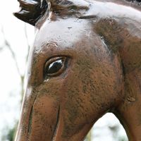 Close up of horse head and eye 
