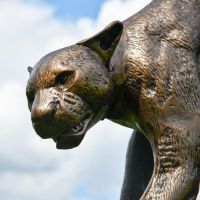Close up cast aluminium cougar sculpture face