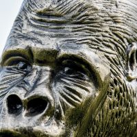 Close up of Bronze Effect Gorilla Sculpture Face 