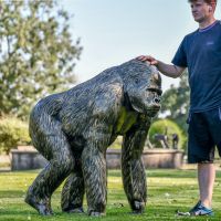 Bronze Effect Gorilla Sculpture with Male for Scale 