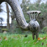 Close up of peacock head 