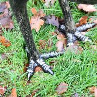 Close up of peacock feet 