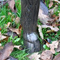 Close up of Ram"s hoof Close up of Ram"s hoof