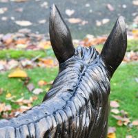 Rear view of donkey with mane 