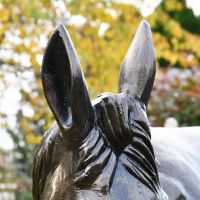 Close up of donkey with perked ears 