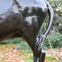 Close up of bushy tail 